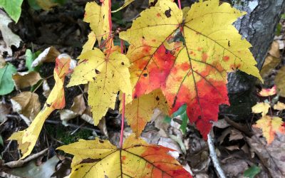 A little autumn wisdom…what do you really need to live your DREAM